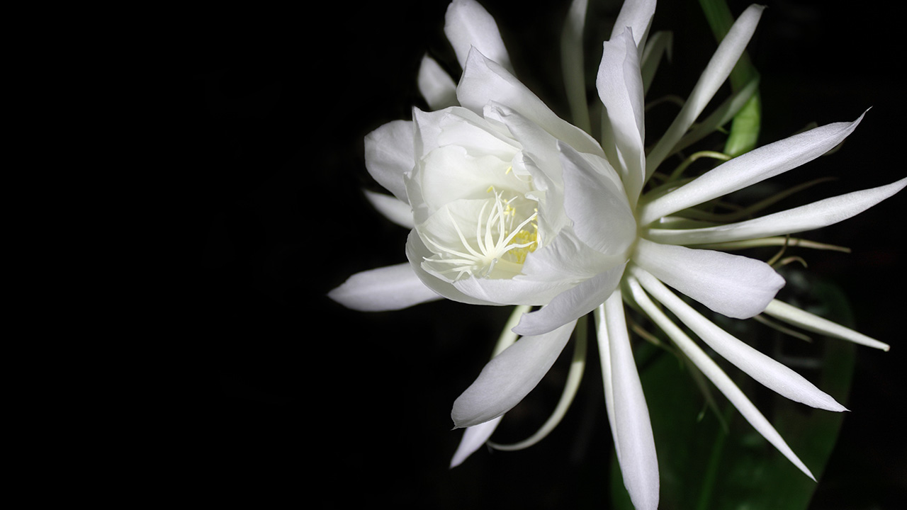 SAIBA TUDO SOBRE A FLOR DAMA DA NOITE! 